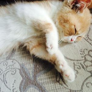 国产黑料绿帽社入口
